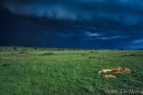 Lion Pride Sleeping with Storm Approaching