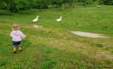 Get out of my puddle, Ducks!