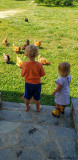 Good-by, Chickens!