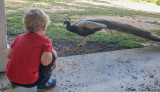 Talking to the Peacock