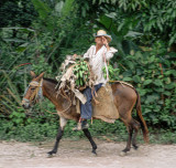 Trotting By
