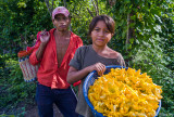 Squash Blossoms, II