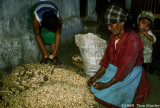 Monueles Family Shucking Corn