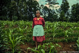 Abuela in the Cornfield