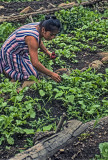 Digna Picking Radishes