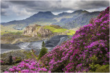 Rhododendrons at Blaenau Ffestiniog