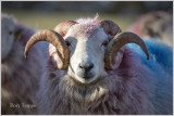 Heddwyn's Ram