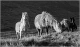 Carneddau Horses