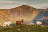 carneddau ponies