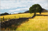 A view of summers past