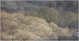 trees2.jpg