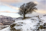 Tree on the way up to Llyn Manod