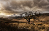 Rowan Tree at Cwm Edno