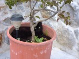 Sooty in a Pot