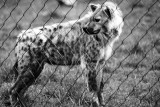 spotted Hyena