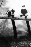 black and white ruffed lemur