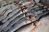 branzino