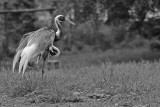 white-naped crane