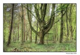 Binning Wood