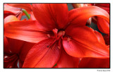 Leather Lily