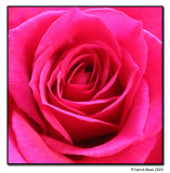 Anniversary Rose