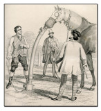 Apparatus For Administering Chloroform To A Horse 
