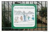 Do Not Feed The Peacocks