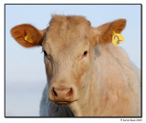 Coo Number Two