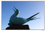 Arctic Tern