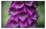 Purple Foxglove