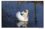 Discoloured Swan