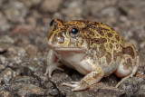 Ornate burrowing frog