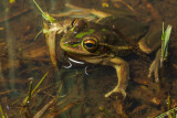 Green and gold bell frog