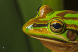 Green and gold bell frog