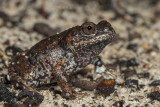 Mahonys toadlet