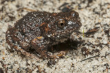 Mahonys toadlet