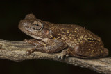 Perons Tree Frog