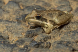 broad-palmed_frog_
