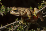 Heath tree frog