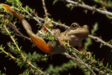 Heath tree frog