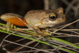 heath_tree_frog