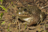 Eastern water-holding frog