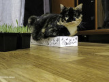 Princesse Toya et Panache Pacha