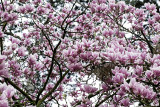 floraison 2019