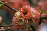 Le temps des arbres en fleurs 2019