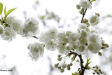 Le temps des arbres en fleurs 2019