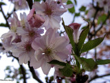 Printemps confiné