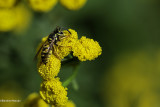 Insectes 2020