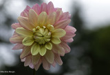 floraison_2020