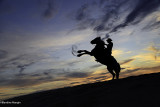 La Camargue, terre de chevaux